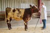 Longtown Mart Pedigree Beef Shorthorn Breeding Females and Bulls 26-8-2019 - Overall Champion lot 18 sold for 2600 gns Heifer from Thomson Roddick and Laurie-2